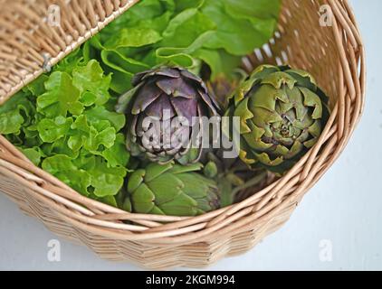 Carciofi purple freschi del globo dall'orto. Foto Stock