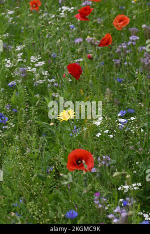 Fiori di strada papaveri e altri fiori anuali. Foto Stock