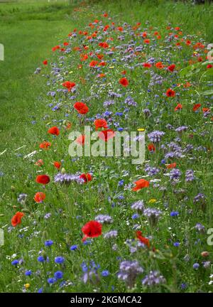 Fiori di strada papaveri e altri fiori anuali. Foto Stock