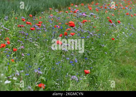 Fiori di strada papaveri e altri fiori anuali. Foto Stock