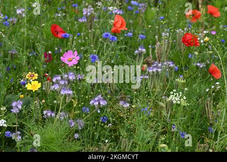 Fiori di strada papaveri e altri fiori anuali. Foto Stock