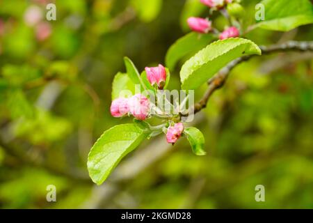 Fiori rosa del paradiso melo. Primo piano delle parti dell'impianto. Foto Stock