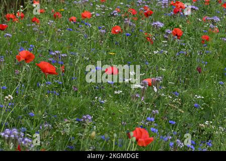 Fiori di strada papaveri e altri fiori anuali. Foto Stock