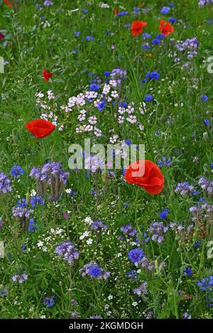 Fiori di strada papaveri e altri fiori anuali. Foto Stock