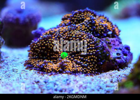 Arancio Ricordea florida fungo corallo morbido Foto Stock