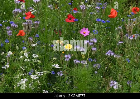 Fiori di strada papaveri e altri fiori anuali. Foto Stock