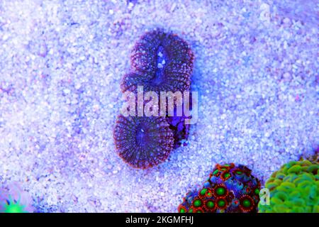 Colorato Lobophyllia grande corallo di pietra nella scena di primo piano Foto Stock