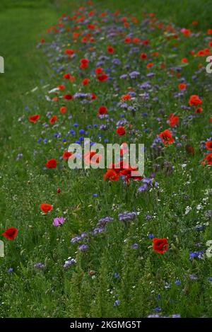 Fiori di strada papaveri e altri fiori anuali. Foto Stock