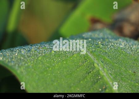 Gocce d'acqua su un Banana foglie sfondo Foto Stock