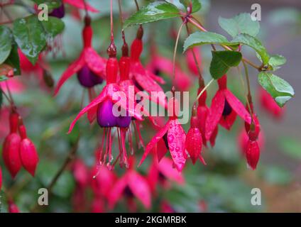 Fuschias sotto la pioggia Foto Stock