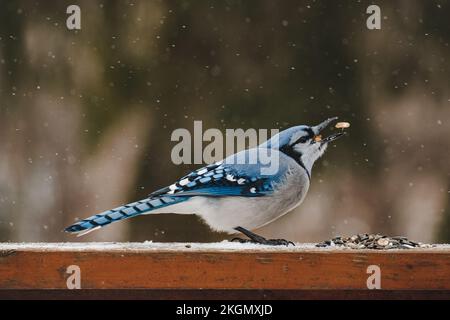 Un primo piano di un uccello di gialle blu arroccato su una recinzione di legno durante l'inverno Foto Stock