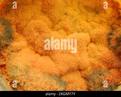 Un primo piano di fungo giallo brillante simile a una nube Foto Stock