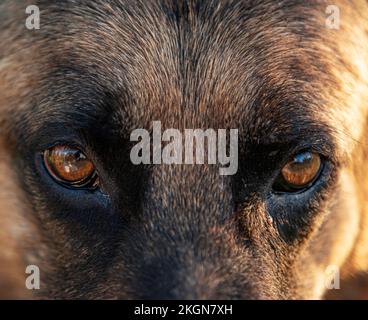 Occhi di un animale malvagio primo piano. Foto Stock