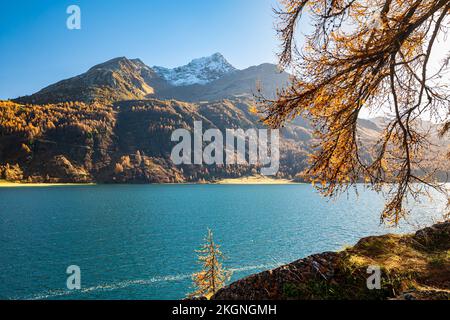 Splendida vista sul lago Sils nella valle dell'Engadina, in Svizzera, in una soleggiata giornata autunnale Foto Stock