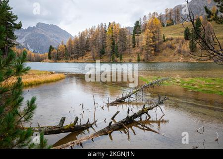 Vista panoramica sul lago di Palpuogna, sulle Alpi svizzere, con alberi morti in acqua Foto Stock