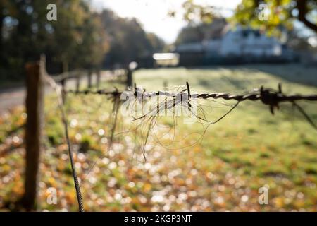 I capelli della criniera o della coda di un cavallo pende su filo spinato, contro uno sfondo di pascolo sfocato. Foto Stock