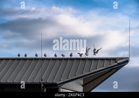 Una fila di gabbiani europei di aringa Larus argentatus arroccato sul tetto di un edificio in Cornovaglia nel Regno Unito in Europa. Foto Stock