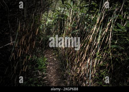 Un sentiero attraverso uno stand di bambù nel selvaggio sub-tropicale Penjjick Garden in Cornovaglia. Penjerrick Garden è riconosciuto come Cornovaglia vera giungla g Foto Stock