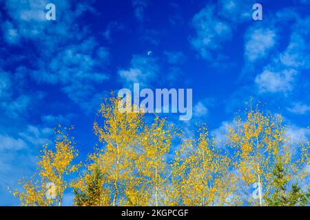 Autunno aspens, maggiore Sudbury, Ontario, Canada Foto Stock