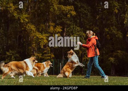 Donna che gioca con cani collie nel parco Foto Stock