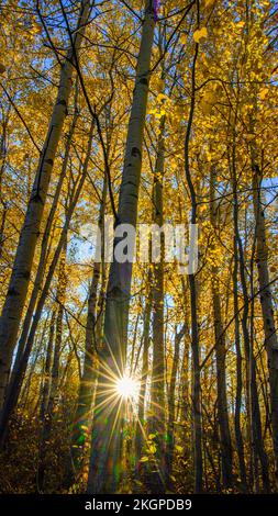 Autunno aspens, maggiore Sudbury, Ontario, Canada Foto Stock