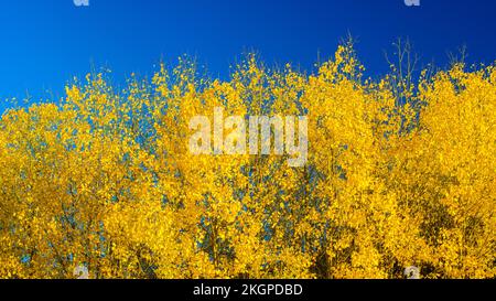 Autunno aspens, maggiore Sudbury, Ontario, Canada Foto Stock