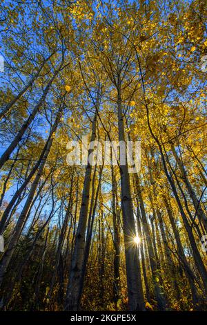 Autunno aspens, maggiore Sudbury, Ontario, Canada Foto Stock