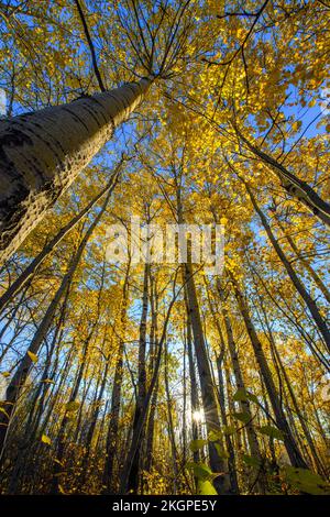 Autunno aspens, maggiore Sudbury, Ontario, Canada Foto Stock