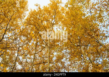 Autunno aspens, maggiore Sudbury, Ontario, Canada Foto Stock