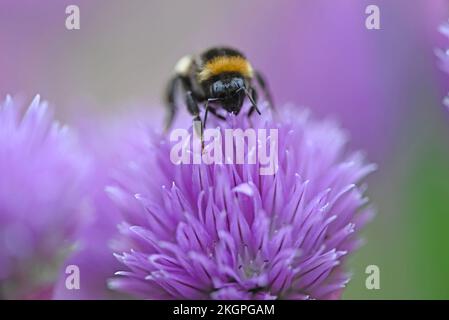 Nutrire Bumblebee su un fiore di erba cipollina. Foto Stock