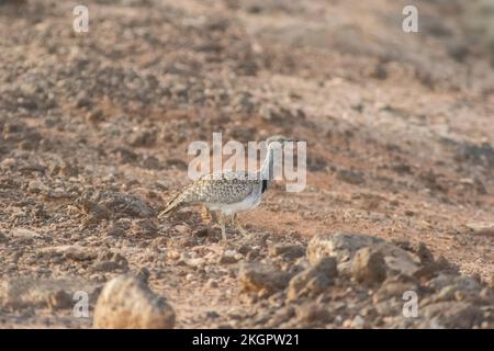 Houbara canaria (Chlamydotis undulata fuertaventurae) in piedi all'aperto Foto Stock