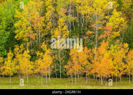 aspens autunno al bordo di un pascolo, Green Bay, Manitoulin Island, Ontario, Canada Foto Stock