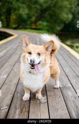 Pembroke welsh Corgi che si stacca la lingua sul molo Foto Stock