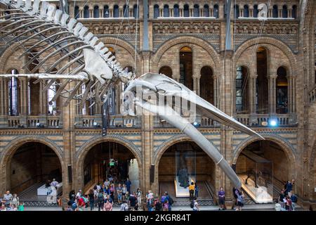 Un primo piano dello scheletro di balena blu nel Museo di Storia Naturale Foto Stock