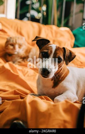 Jack Russell Terrier cane di fronte al gatto Scottish Fold sdraiato sul letto Foto Stock