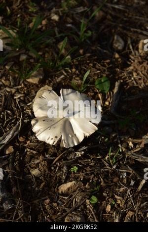 Fungo nel secolare uliveto di la Farlède Var Foto Stock