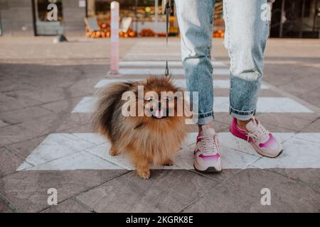 Cane con donna che attraversa il crosswalk sulla strada Foto Stock