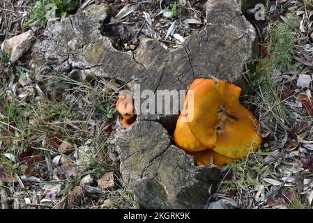 Fungo nel secolare uliveto di la Farlède Var Foto Stock