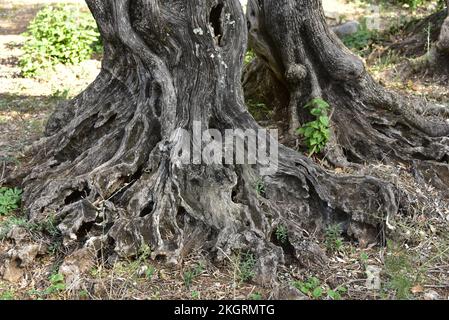 Tronco di ulivi nel secolare oliveto di la Farlède Var Foto Stock