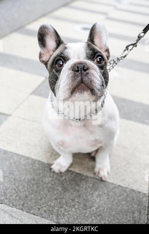 Bulldog francese seduto sul sentiero Foto Stock