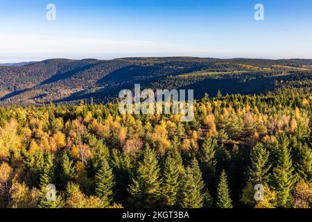 Germania, Baden-Wurttemberg, Kaltenbronn, bosco di abete rosso nella Foresta Nera Foto Stock