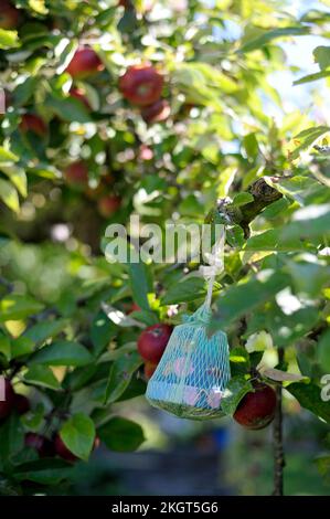 Fiore pot insetto hotel appeso su albero di mela Foto Stock