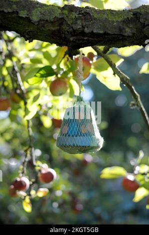 Fiore pot insetto hotel appeso su albero di mela Foto Stock