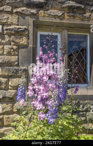 Alti Delfini fioriti in un giardino cottage vicino a muro di pietra con finestra a piombo. Foto Stock