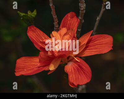 Vista in primo piano del colorato fieno arancione luminoso doppio hibiscus rosa sinensis fiore isolato all'aperto nel soleggiato giardino tropicale contro sfondo naturale scuro Foto Stock