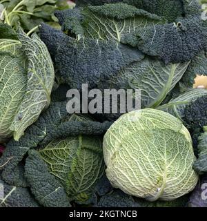 Primo piano di cavoli freschi grezzi della Savoia su una stalla di un fruttivendolo in un mercato alimentare Foto Stock