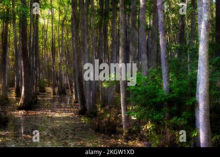 La luce solare filtra attraverso gli alberi che crescono nella palude del fiume fantasma a Mosca, Tennessee. Foto Stock