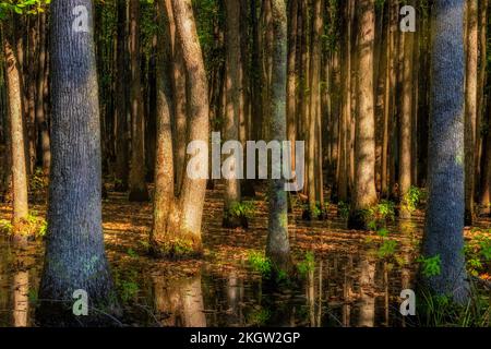 La luce solare filtra attraverso gli alberi che crescono nella palude del fiume fantasma a Mosca, Tennessee. Foto Stock