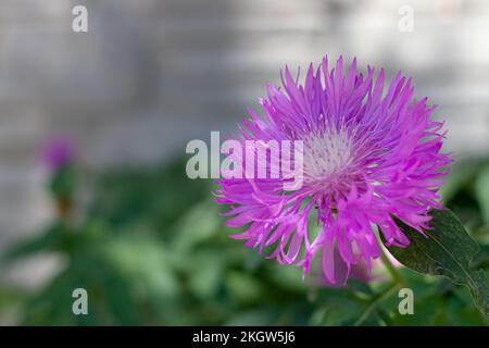 Primo piano di un bel fiore di lilla al sole, splendido sfondo per il design Foto Stock