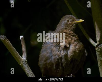 Blackbird comune (Turdus merula) che si sciolgono su di un tronco di albero illuminato dal sole nel sottobosco dopo aver fatto un bagno Foto Stock